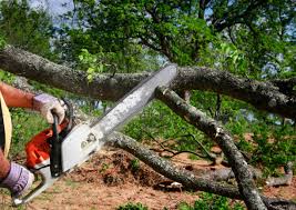  Lakehurst, NJ Tree Removal Pros