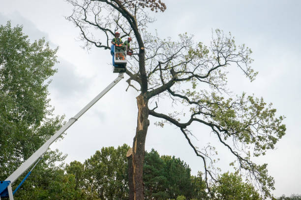 Best Tree Disease Treatment  in Lakehurst, NJ